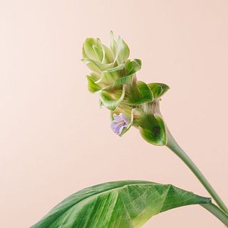 花が咲いているクルクマが届くかも！？