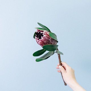 プロテアは少しずつ開花していきます😍