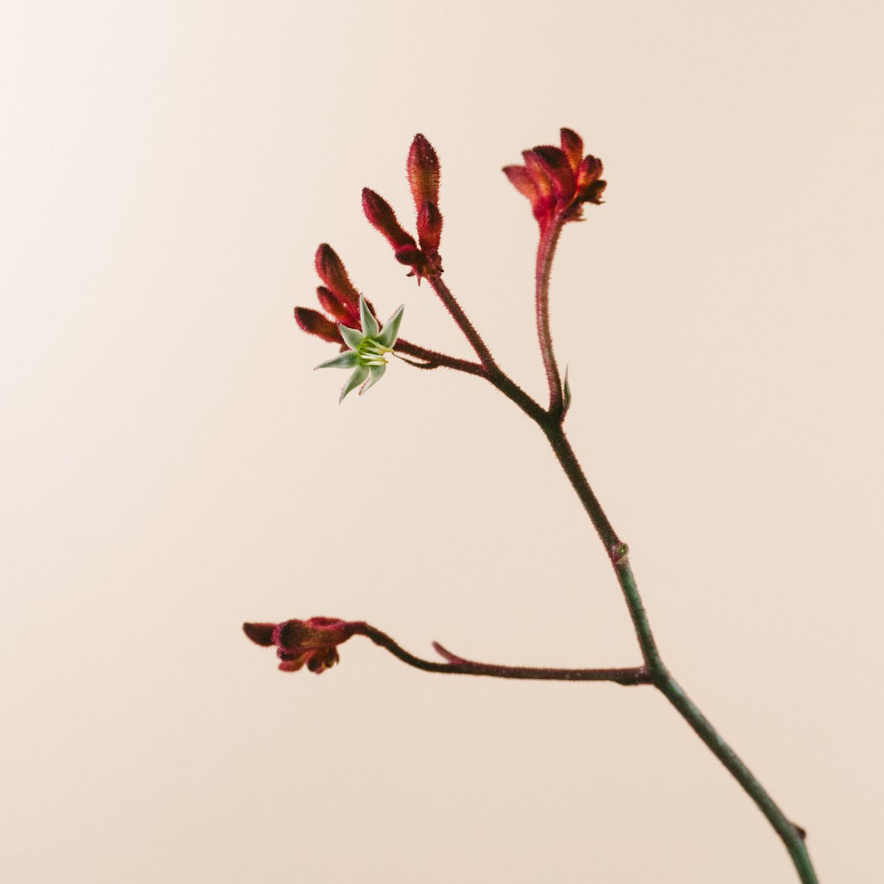 赤いカンガルーポー