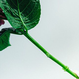 紫陽花の茎には黒い模様があります。