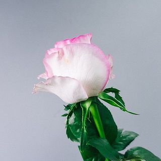 花びらは変色していることも。気になる場合は優しく間引いてください。
