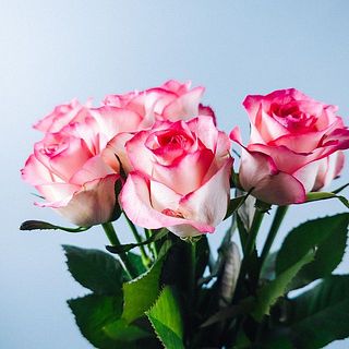 バラ「ジュミリア」