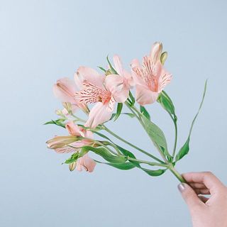 花付きには個体差がございます。ご了承ください。