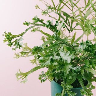 葉っぱの形が個性的です🥦