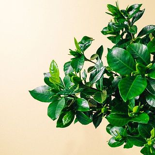 蕾がたくさん付いています！