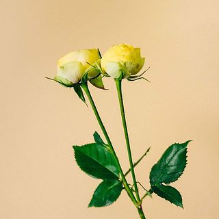 花付きには個体差がございます。ご了承ください。