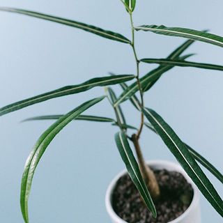 レアモリンガ。オバリフォリア ・ヒルデブランドティ・ ボトルツリー10月末削除 ユーフォルビア デカリー Euphorbia decaryi 20230826 | SPG