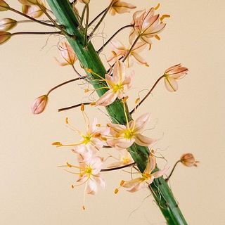 小さなお花がかわいい！