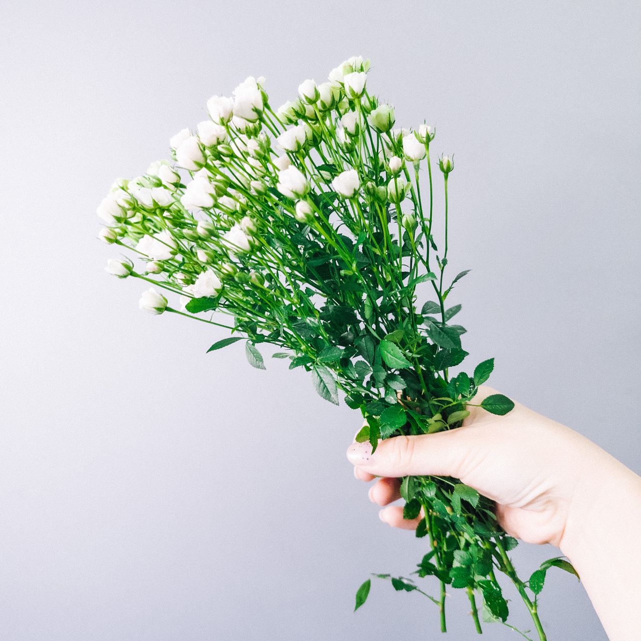 ハンドメイド　花材　ドライフラワー　ホワイトウッズ　薔薇　r-7 再入荷 】世界最小のバラ リトルウッズ ピンク 国産【 ドライ