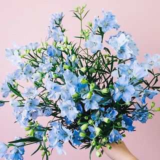花弁にはシミのような斑点があることもございますが、品質に問題ございません。