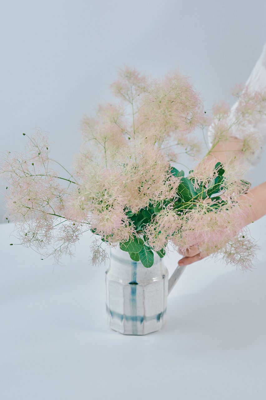 産直】常陸大宮のスモークツリー「グリーンピンク」