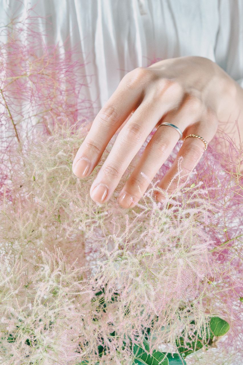 産直】常陸大宮のスモークツリー「グリーンピンク」