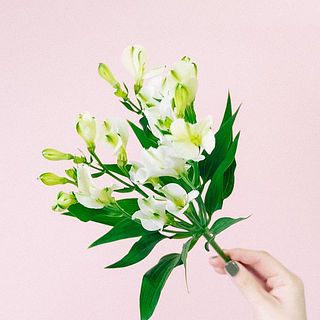 アルストロメリア リンカ SP JA上伊那のアルストロメリア フロリンカシリーズ | Flower Auction