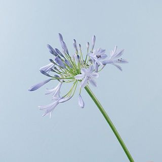 アガパンサス「タンザナイトブルー」