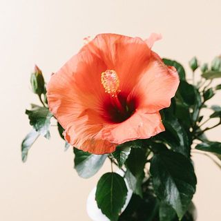 オレンジカラーのハイビスカス