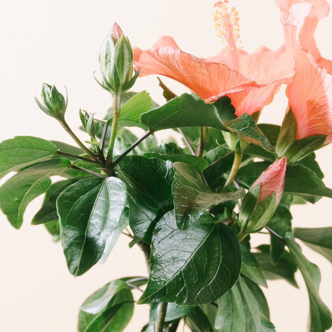 オレンジカラーのハイビスカス