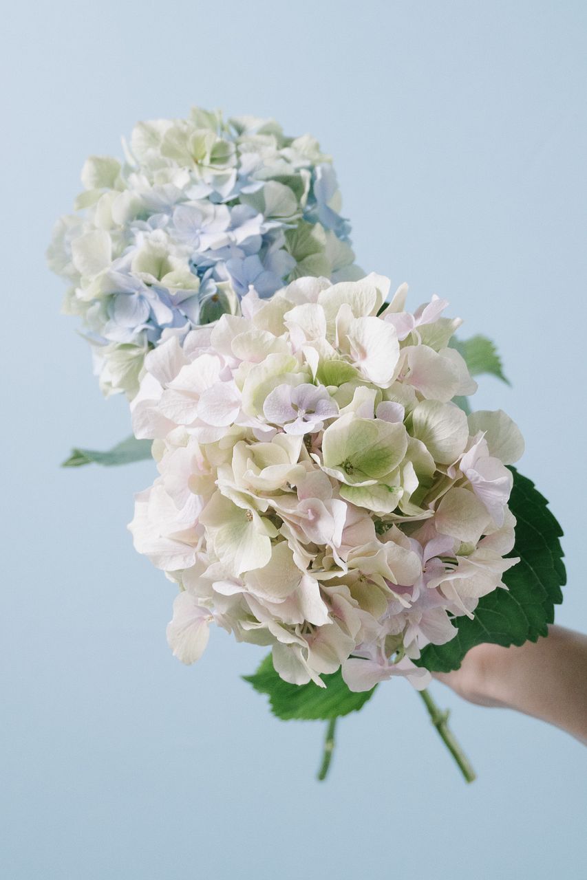 秋葉さんのパステル紫陽花「べレナ」