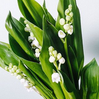 葉っぱが黄色くなったら、取ってあげましょう。