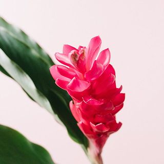先端部分は繊細で、一部変色している場合がございます。ご了承ください。