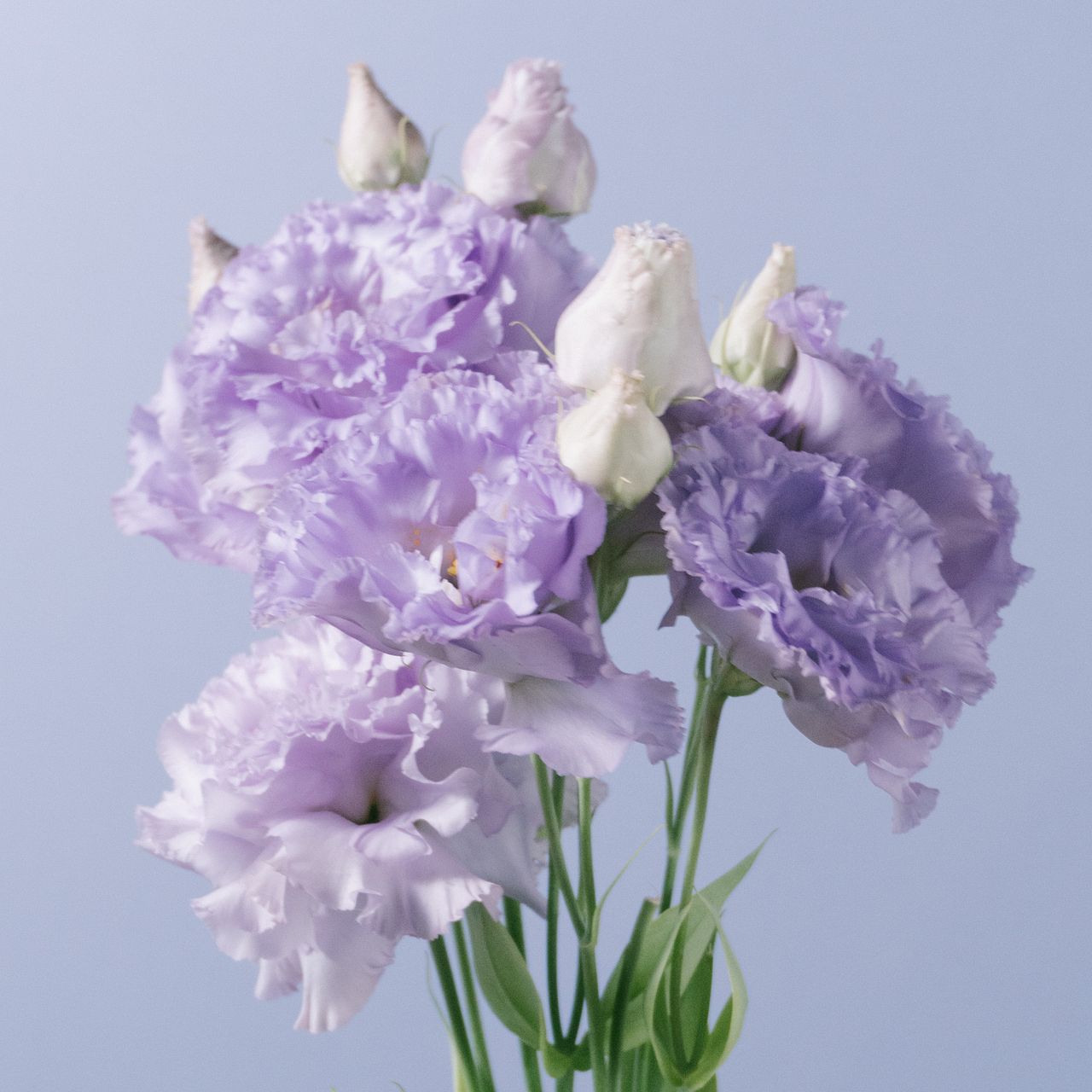 紫陽花とトルコキキョウ