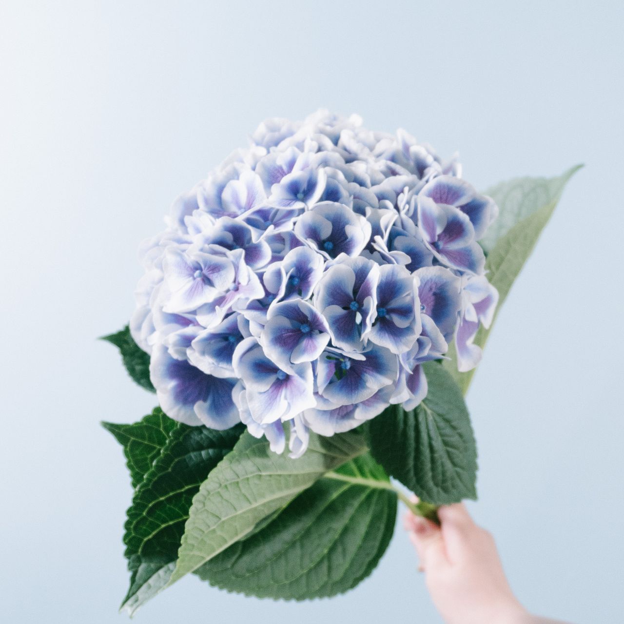 アキバナーセリーの希少な紫陽花「ダリ」(3本）
