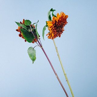 茎色が赤い花もあります。