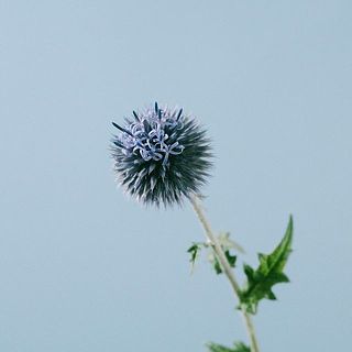 スモークツリーとルリタマアザミ、エリンジウムのナチュラルスワッグ スモークツリーとルリタマアザミ、エリンジウムのナチュラルスワッグ