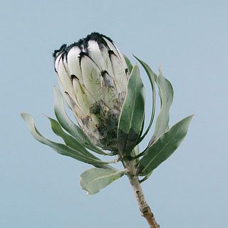 プロテアとセルリアのスワッグ