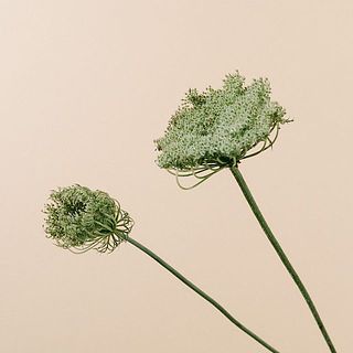 花の開きに個体差があります。