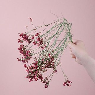 ワインレッドハイブリッドスターチス