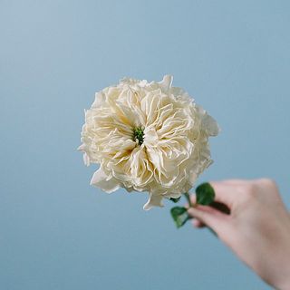 キュートな花姿🤍