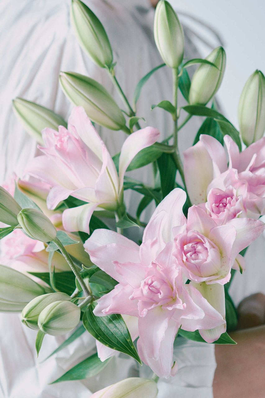 ユリ(Julyの花火！) アルルの女序曲　　淡いピンク ＪＵｋ Ｅ 産直】今井ゆり園の八重咲きピンクリリー