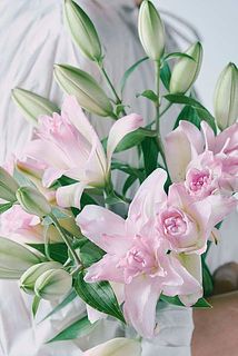 ゆり(Augustの花火！)ピンク色＆グリーン！ 産直】今井ゆり園の八重咲きピンクリリー