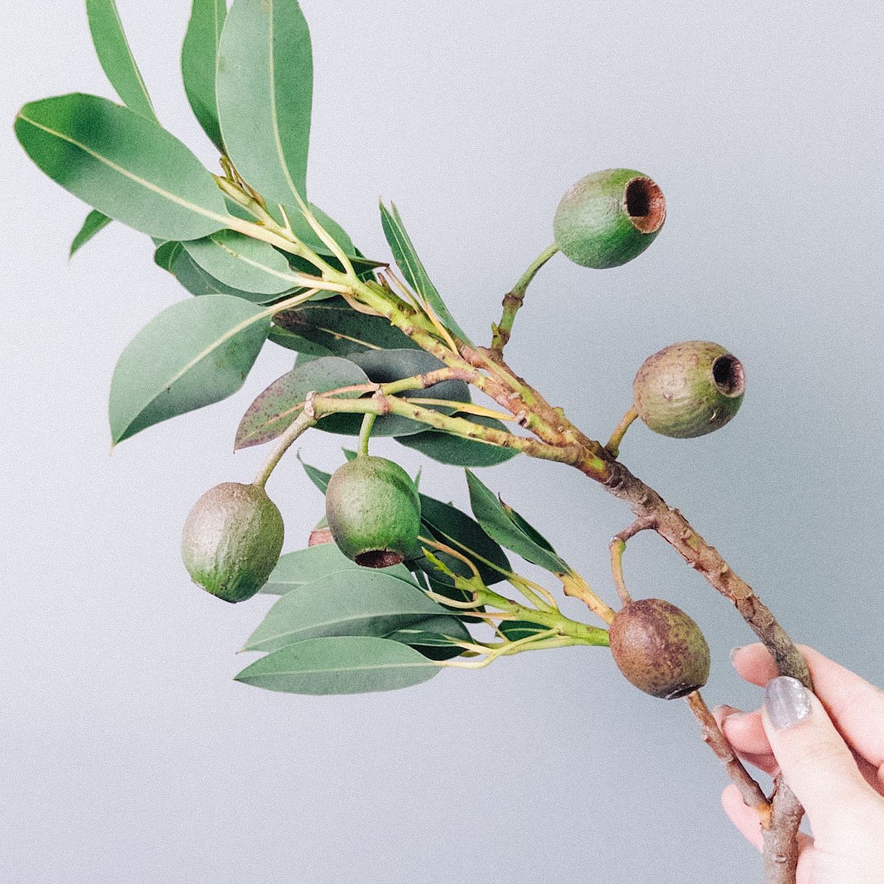 ベルガムナッツのスワッグ