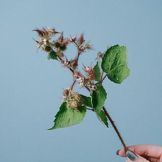 花付きのものもあります