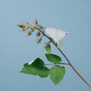 グリーンみを帯びたものもあり、色には個体差があります