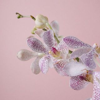 モカラの模様がお洒落で可愛い！