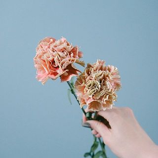 色合いは個体差があります