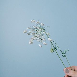 ホワイトレースフラワーはしっかりと水揚げをしてください。