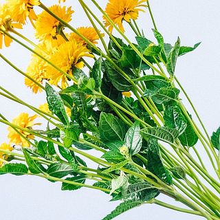 葉は茶色くなりやすいので気になる場合は外してください。