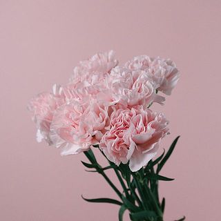 カーネーションは折れやすいのでお取り扱いにはご注意ください。