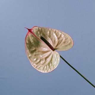 立体感のある花形です。グラデーションが美しい品種です