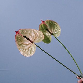 色合いやサイズには個体差があります