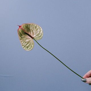 茎が短いものもあります。