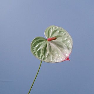 グリーンが強い個体もあります。