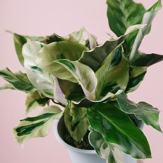 つやつや✨くるんとしたのは新芽です。