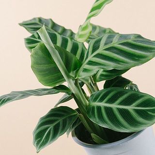 模様にうっとり😍くるんとしたのは新芽です。