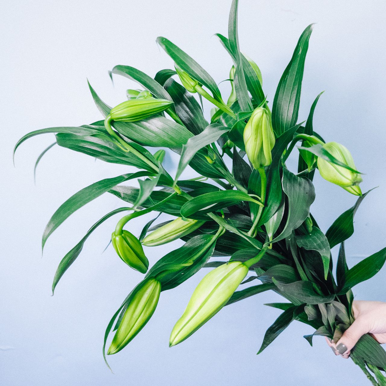 7月の誕生花ゆり「カサブランカ」