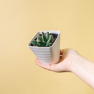 どんな個体が届くかはお楽しみに♪