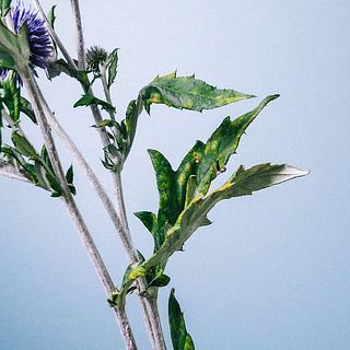 葉っぱは汚れたり傷ついていることも。気になる場合は優しく取り除いてください